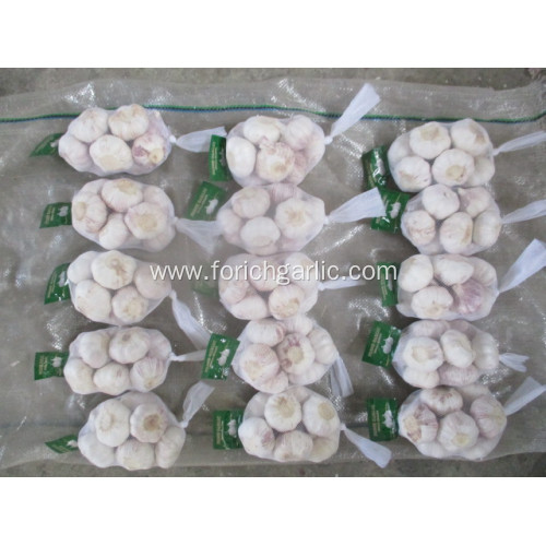 Normal White Garlic Fresh Hot Sale